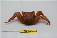 藏品(細紋方蟹)的圖片